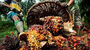 Nigeria's $600 Million Palm Oil Import Bill: Call For Agricultural Investment