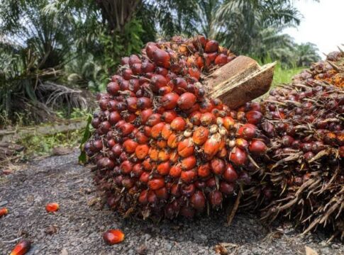 UNIDO Partners Nigeria for €300M Oil Palm Investment, Job Creation by 2026