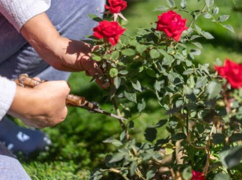 Kenya's Rose Exports Wither Under Pests, EU Regulations