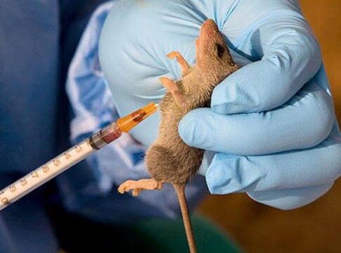 Nigeria’s Lassa Fever Death Toll Rises to 80 as Fatality Rate Hits 19.4%