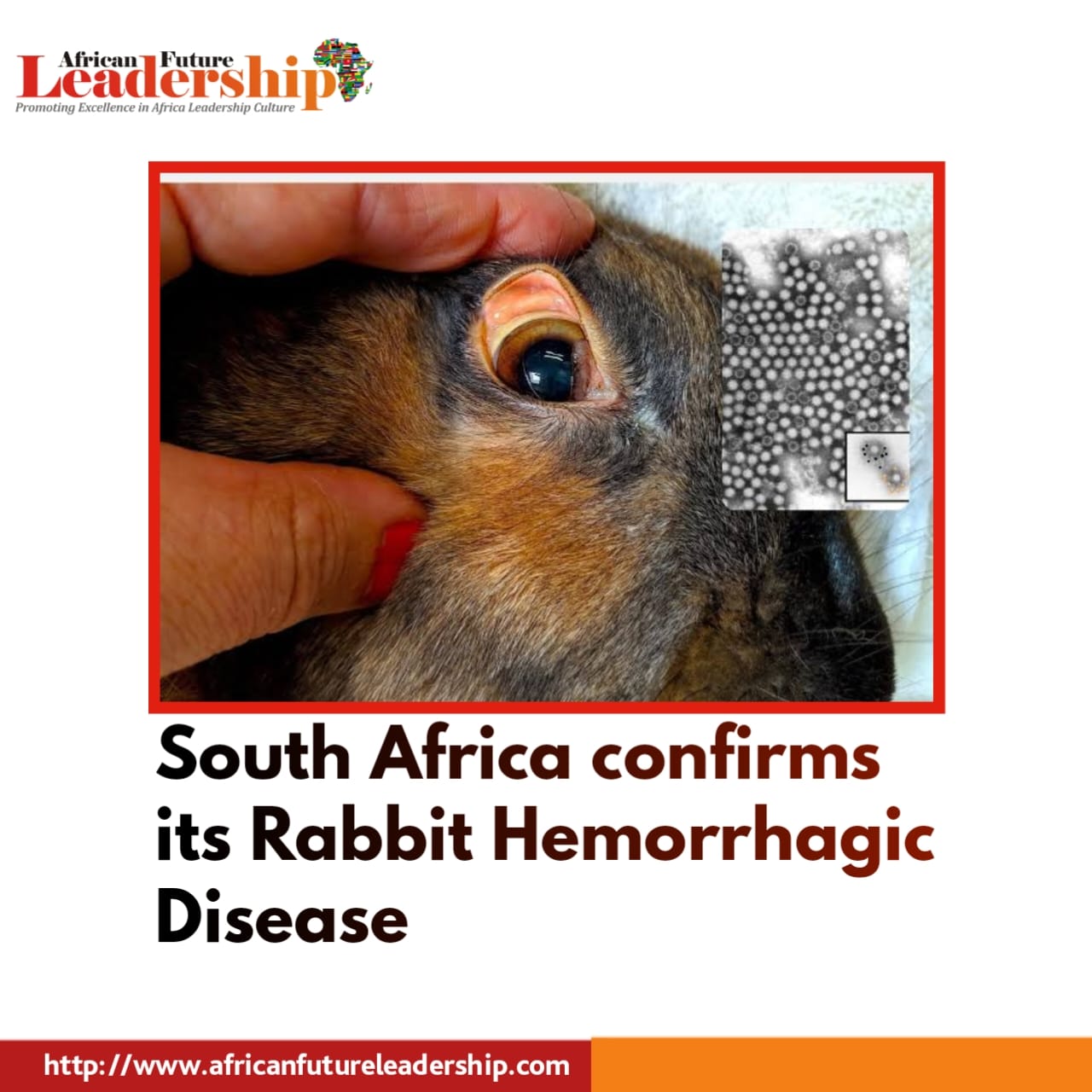 South Africa confirms its Rabbit Hemorrhagic Disease